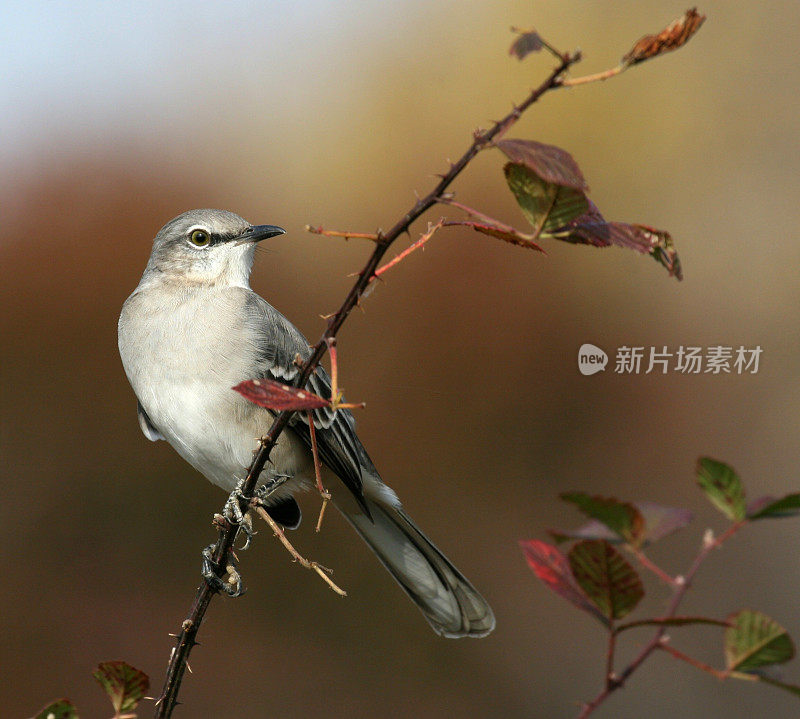 北方嘲鸟(Mimus polyglottos)肖像